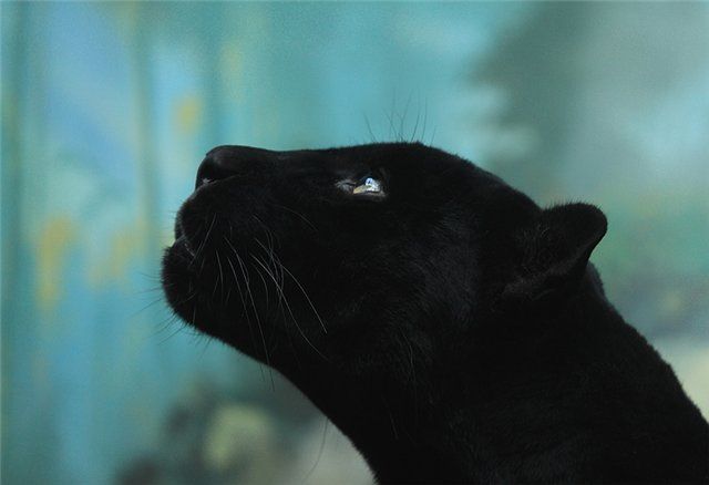 Head of a black panther.