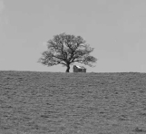 
Thumbnail image of a lonely tree and shack on a hill in a dream